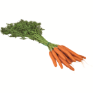 Imagen de Zanahoria  Manojo